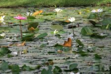 March - Alex Papamanuel