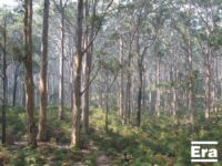 August – George Papamanuel