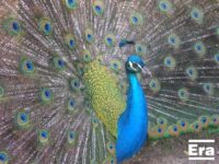 December – Tony Hatzikiriakos